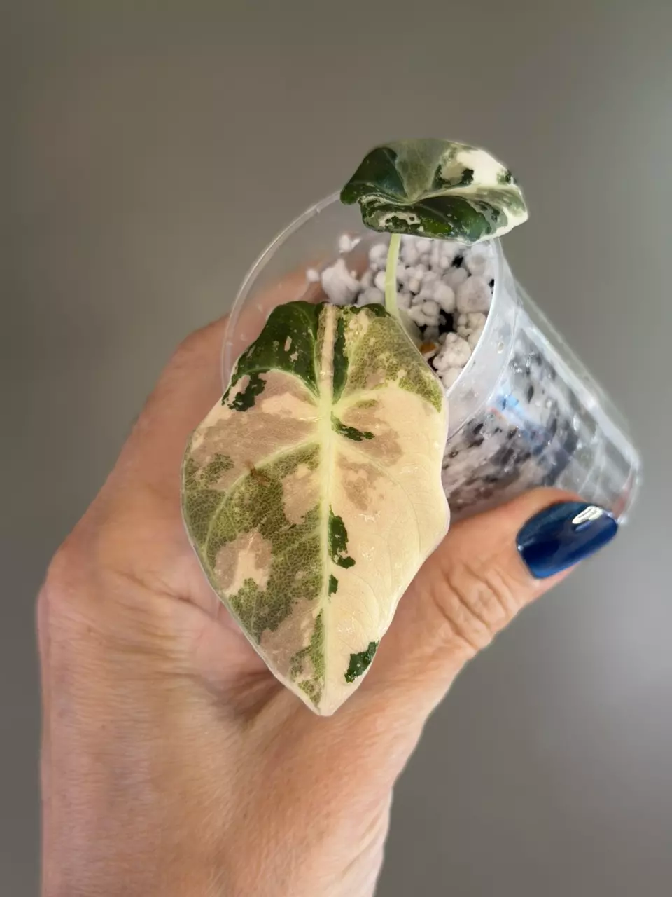 746 Alocasia Pink Black Velvet thumbnail