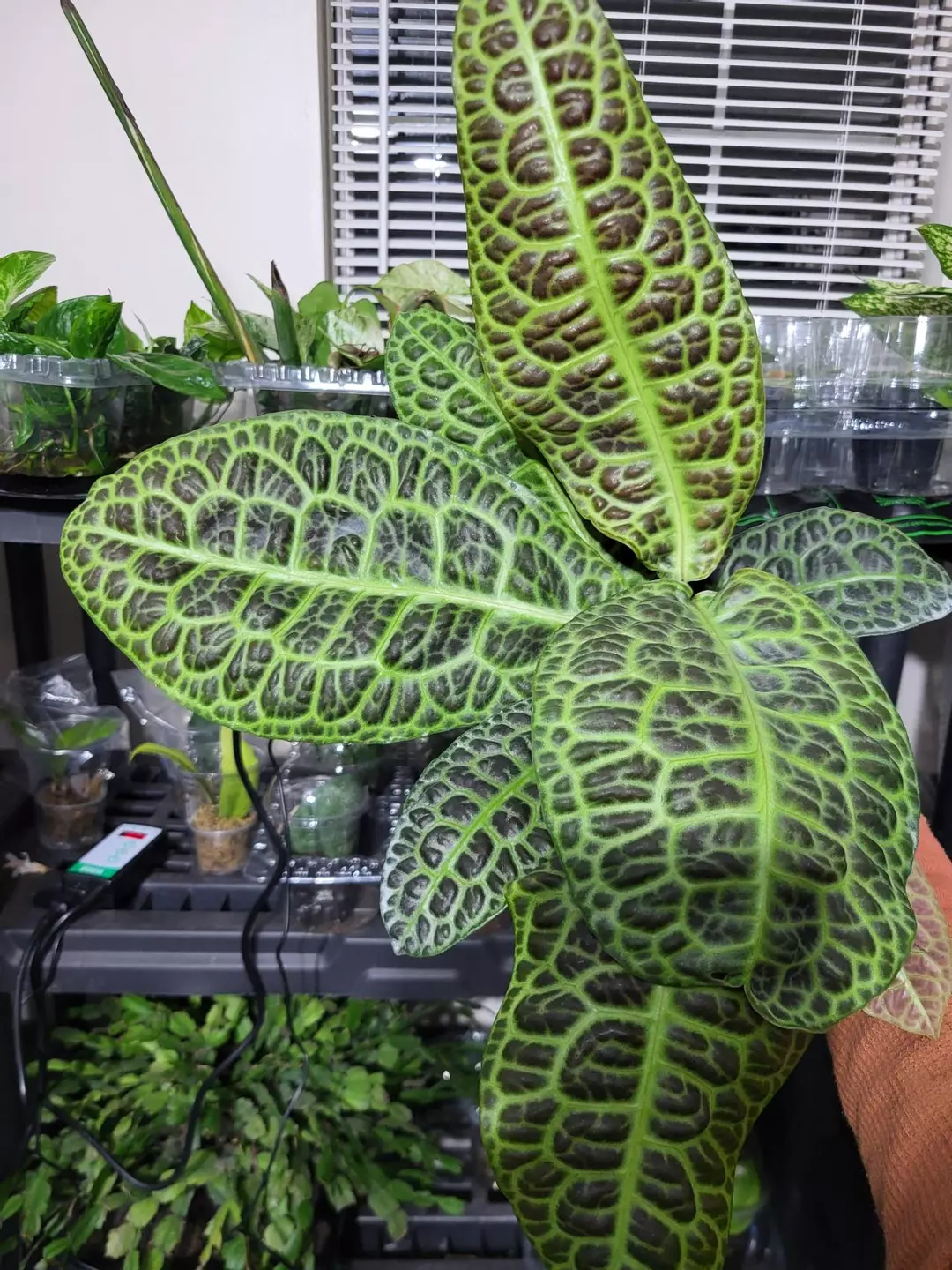 Labisia kura kura thumbnail