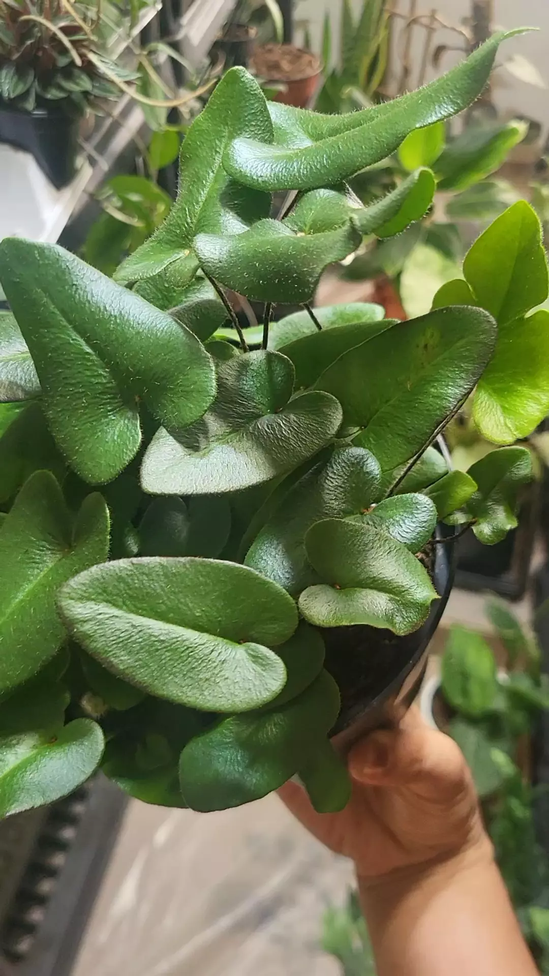 Heart leaf fern thumbnail