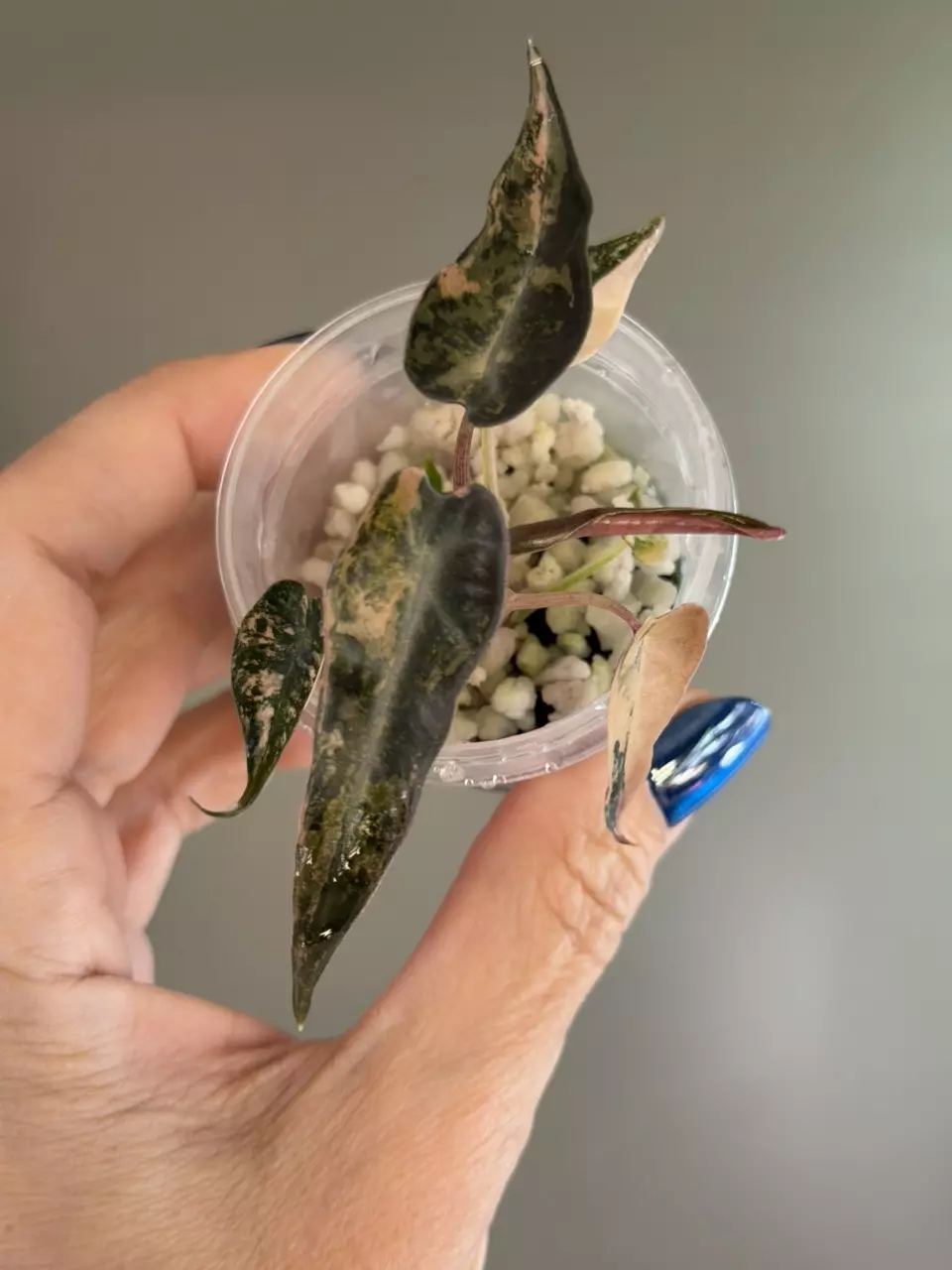 750 Alocasia Bambino Aurea thumbnail