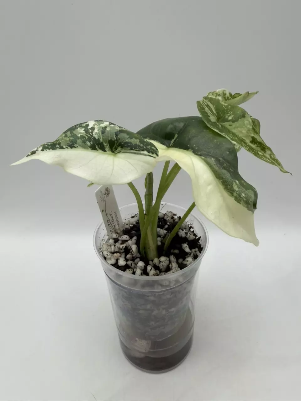 0126 Alocasia Simpo Albo thumbnail