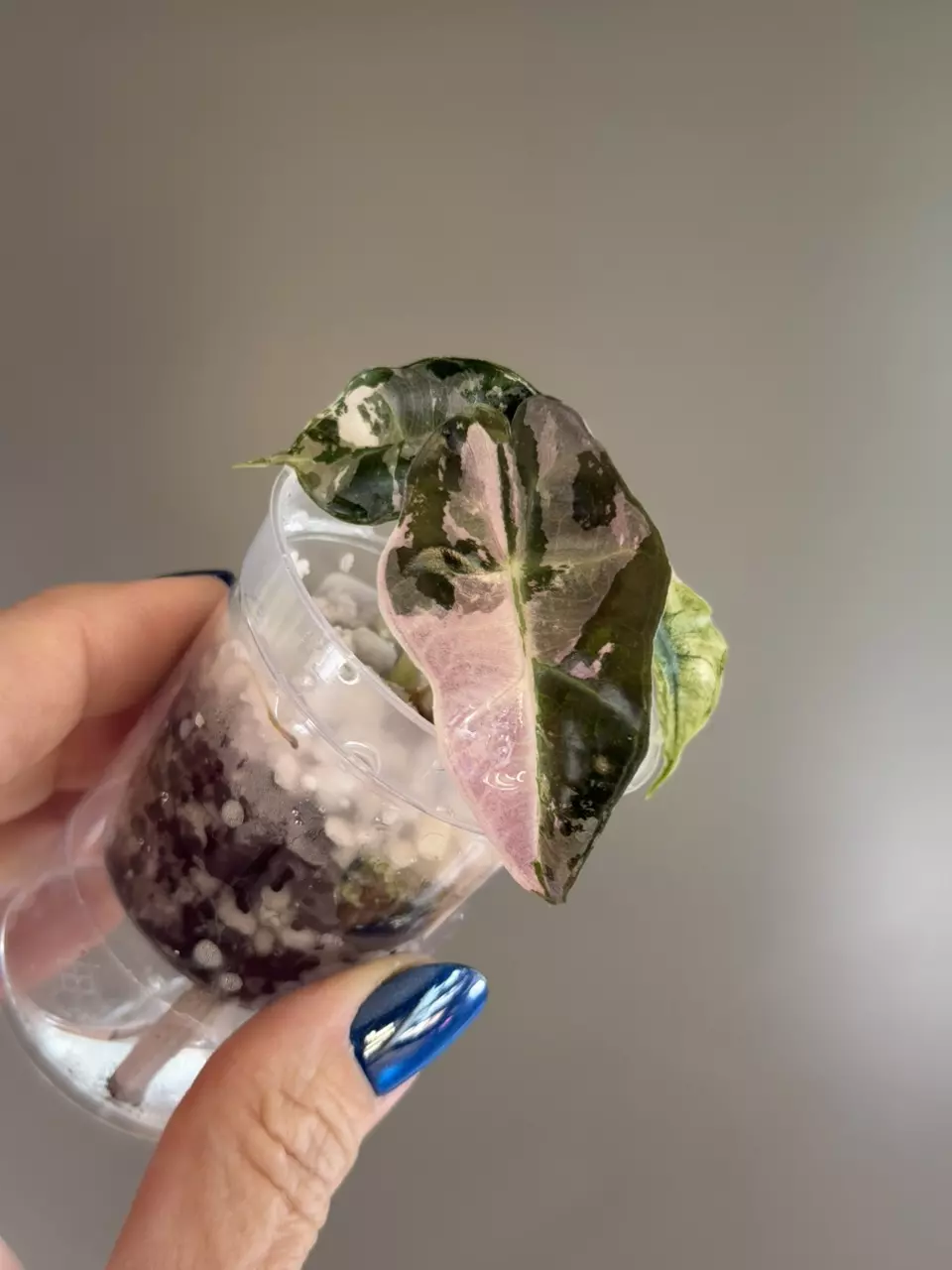 751 Alocasia Pink Polly thumbnail