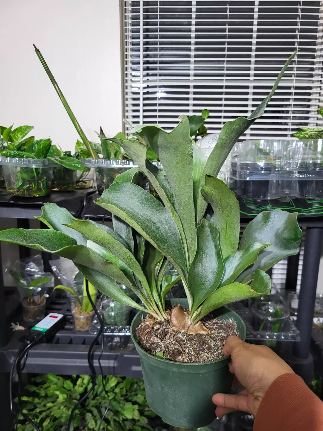 Staghorn fern 6" thumbnail