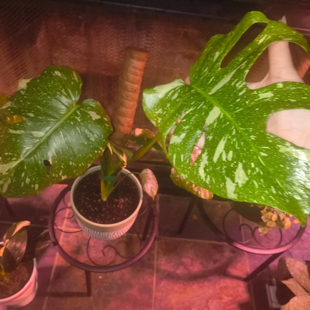 Large Thai con thumbnail