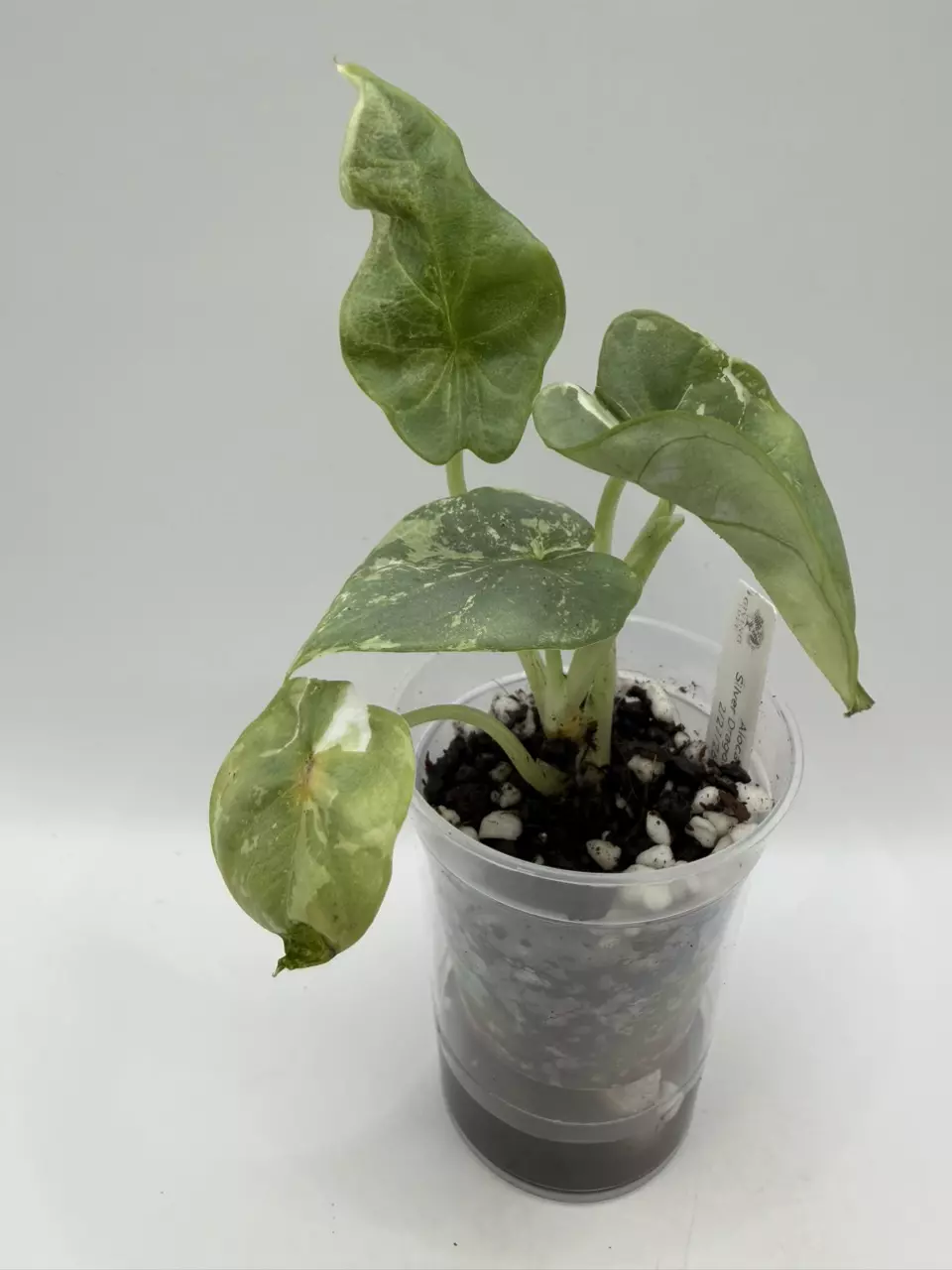 0124 Alocasia Silver Dragon Albo thumbnail