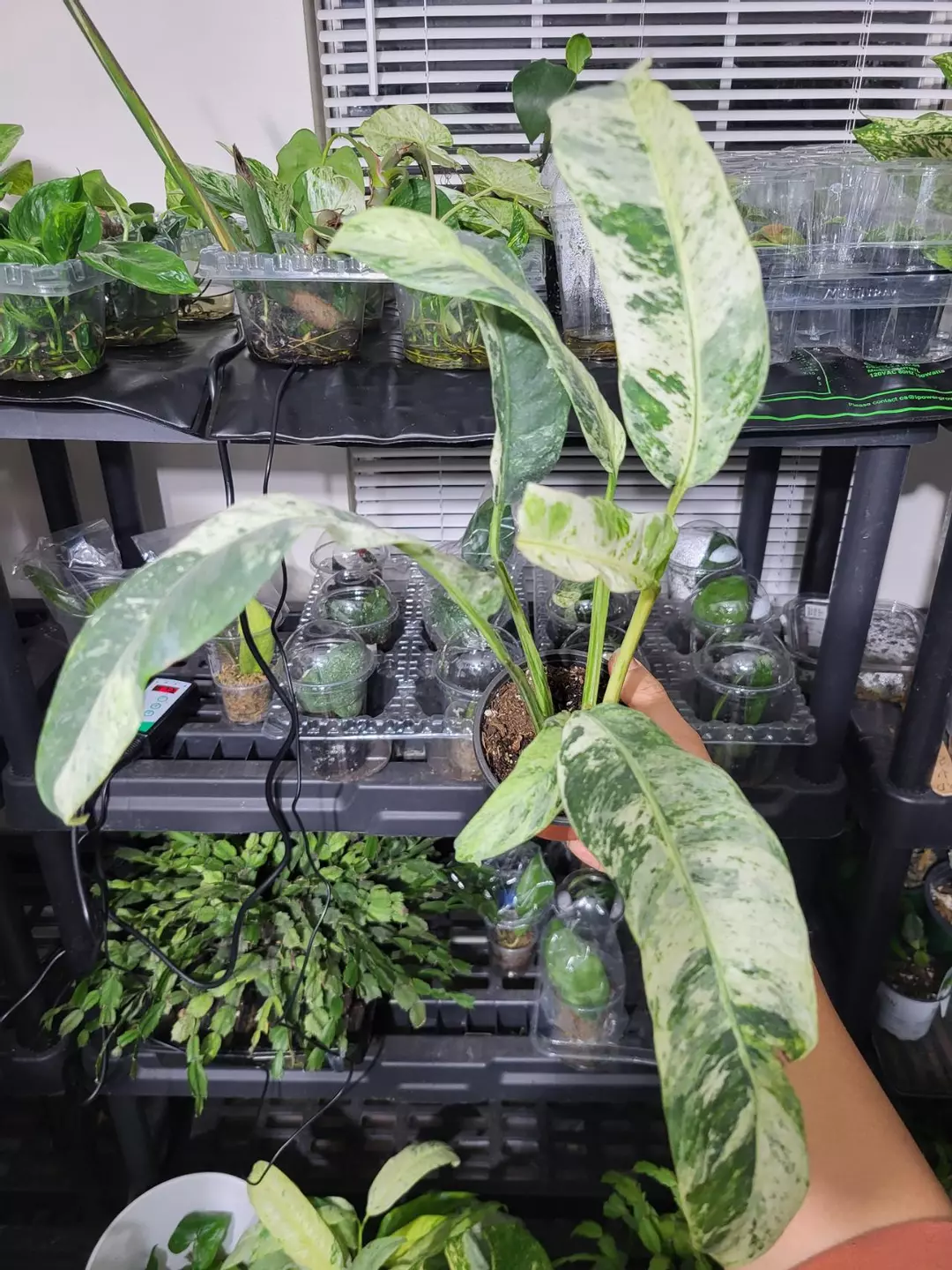 Epipremnum Giganteum Variegata thumbnail