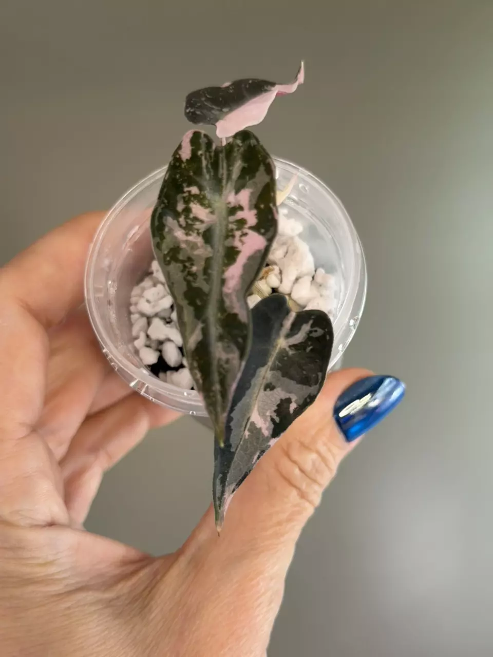 748 Alocasia Pink Bambino thumbnail