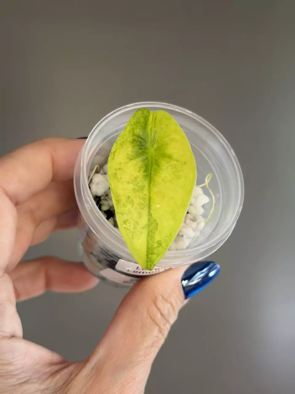 758 Alocasia Longiloba Lemon Lime Pup thumbnail