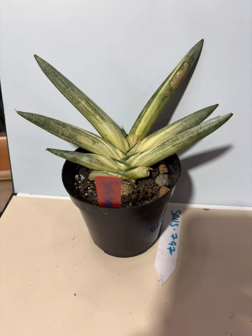 Sansevieria ‘starfish’ variegated thumbnail