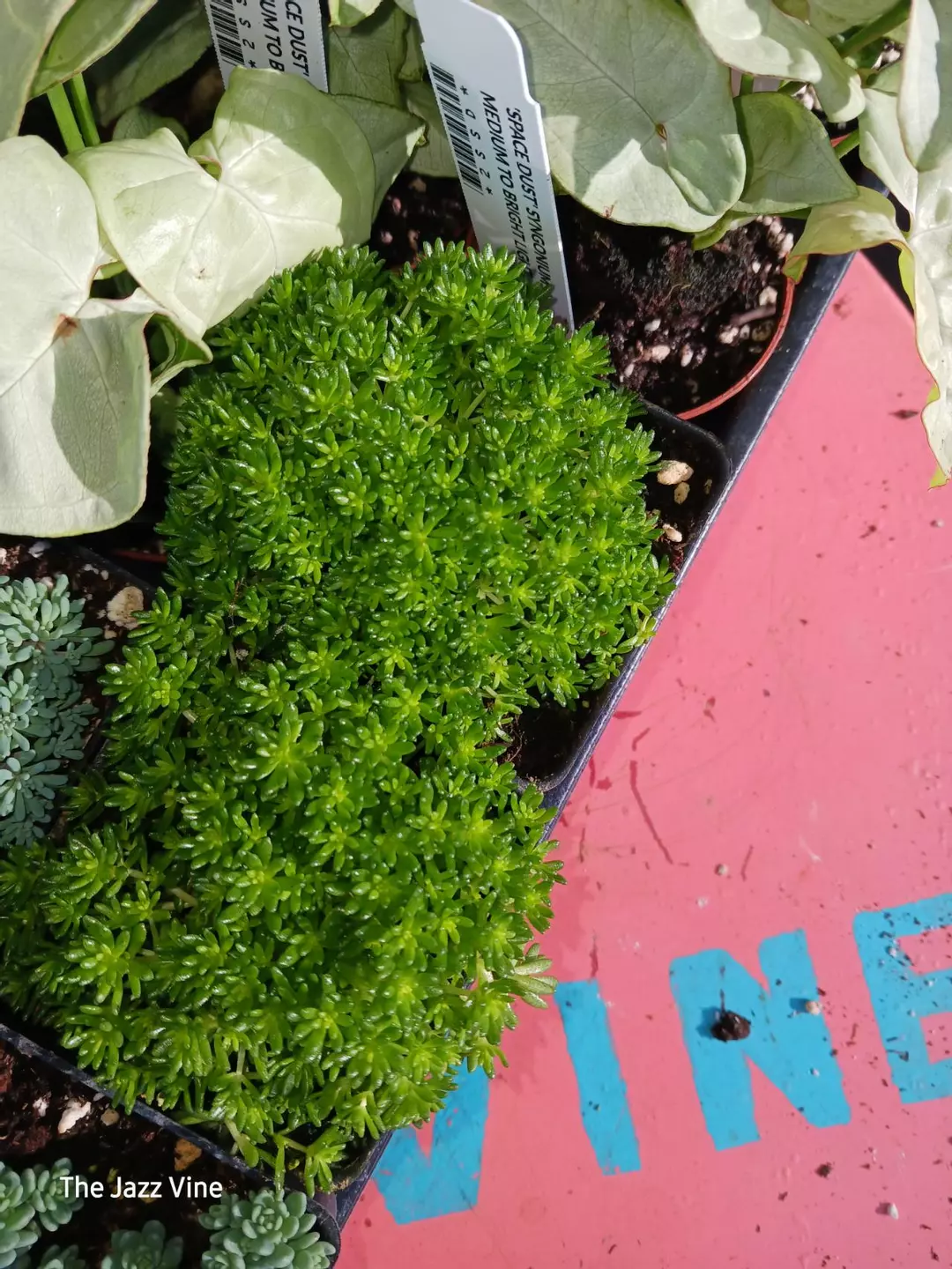 Herniaria glabra thumbnail