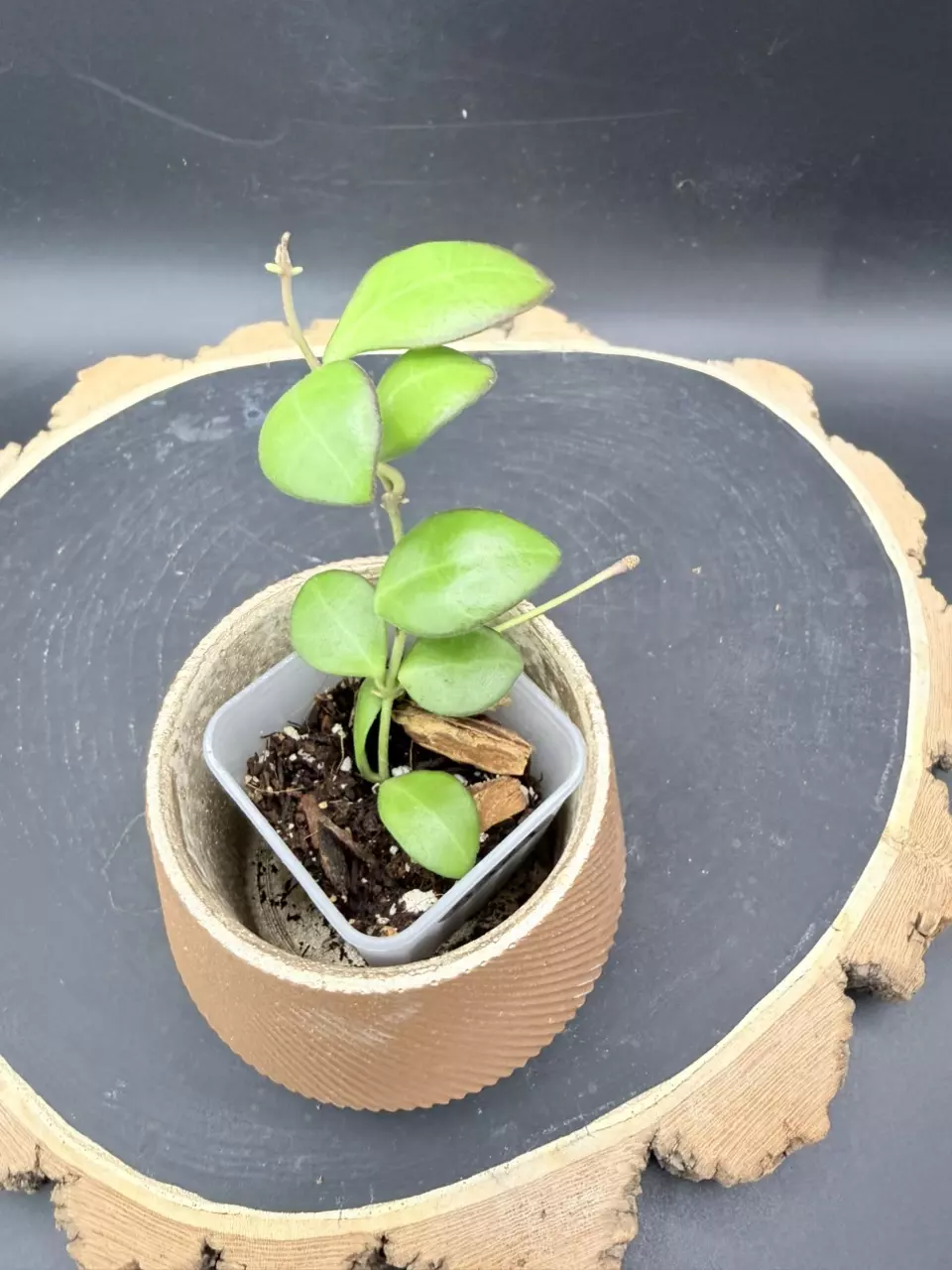 Hoya Leytensis w/ Peduncle #321 thumbnail