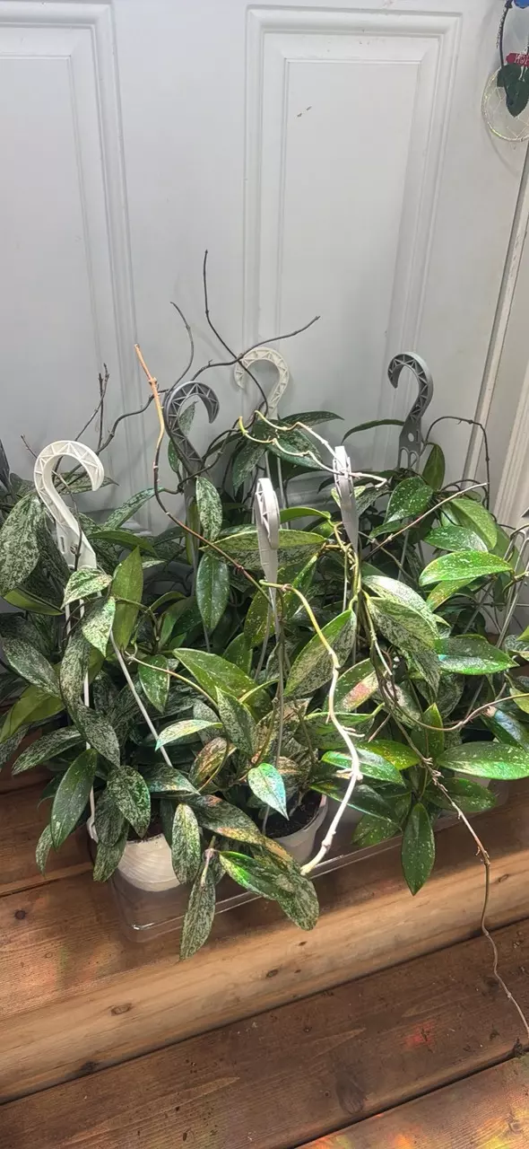 Hoya Silver Spot 5”HB thumbnail