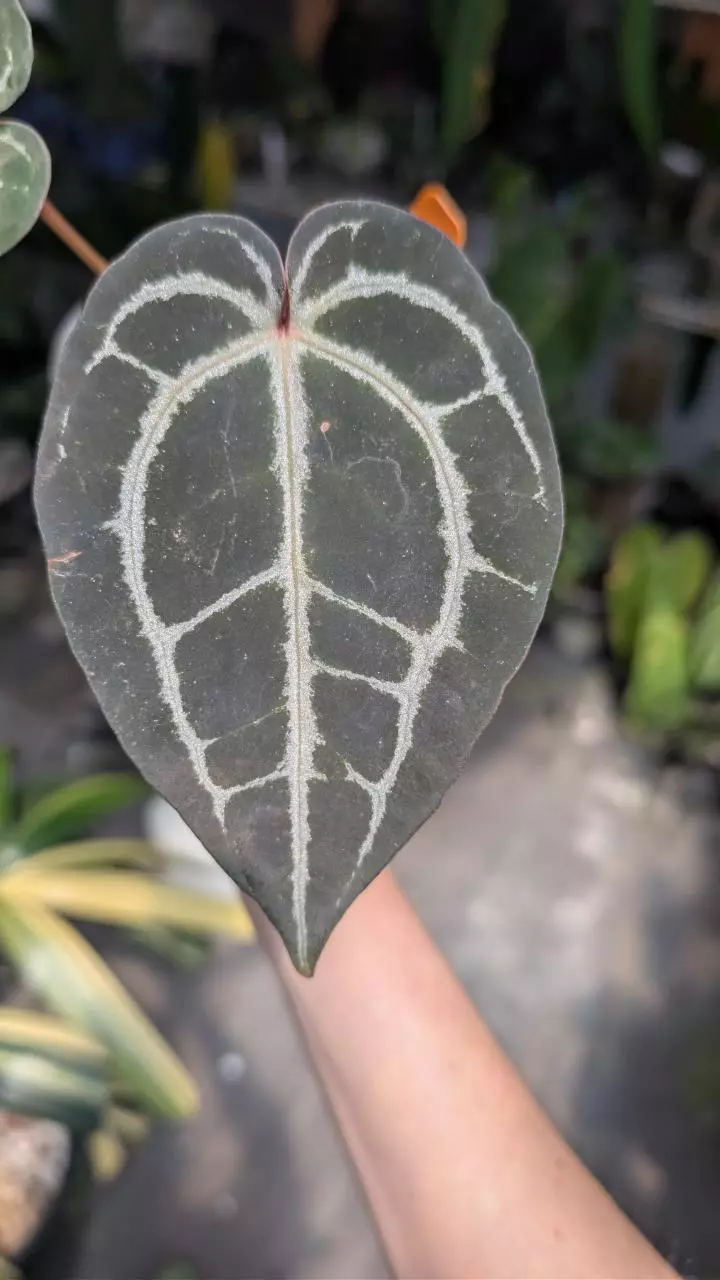 (TA crystal mag x Tim's black) x Doc Block purple F2 thumbnail