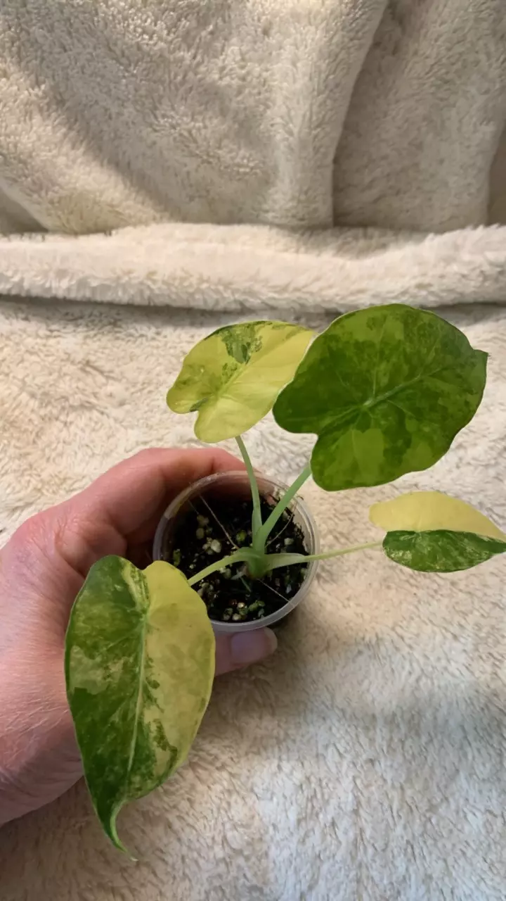 0078~ Alocasia Gageana Aurea pup thumbnail