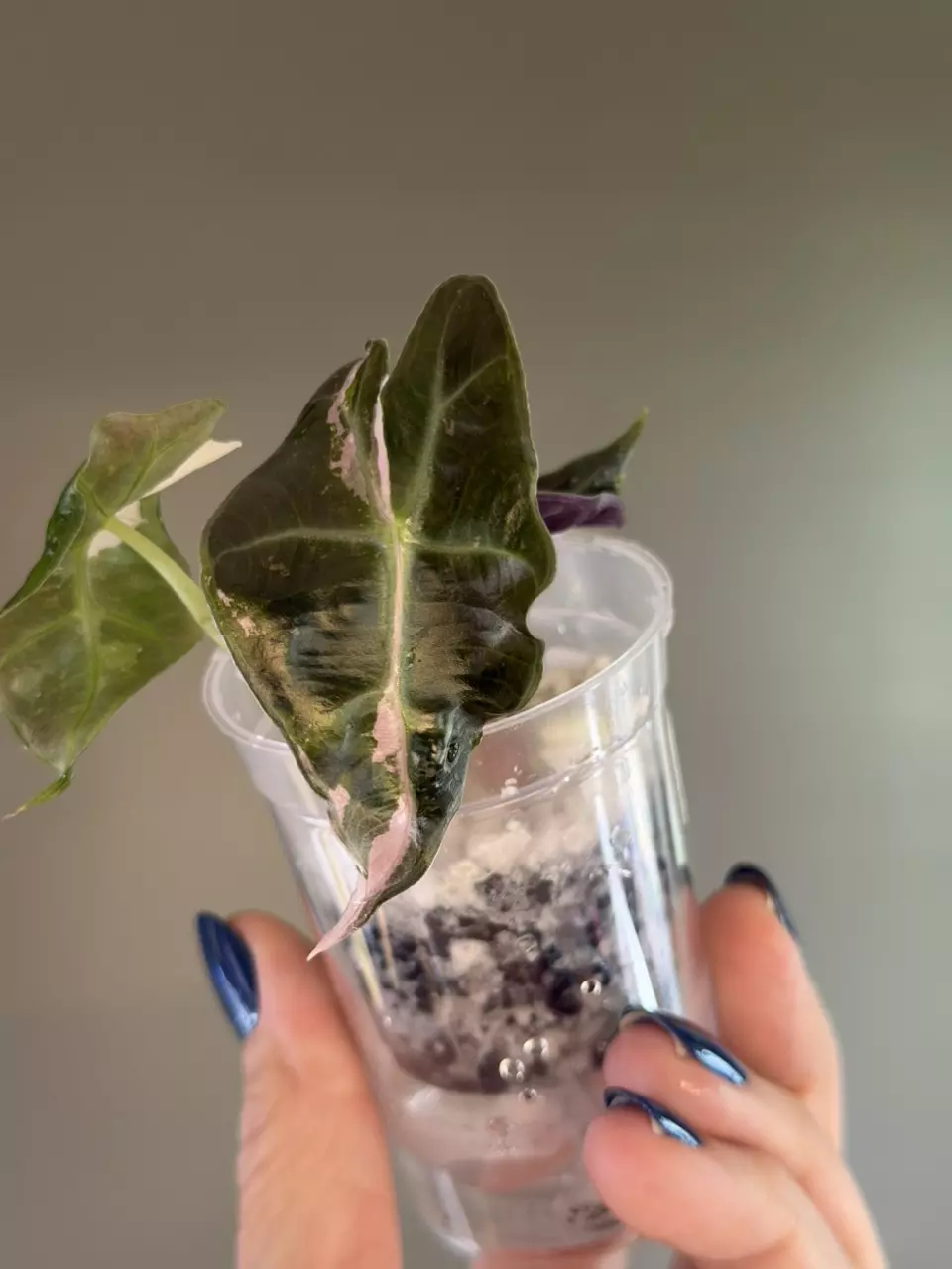 755 Alocasia Pink Polly thumbnail