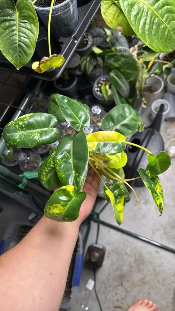 Variegated Philodendron Burle Marx - Growers Choice thumbnail
