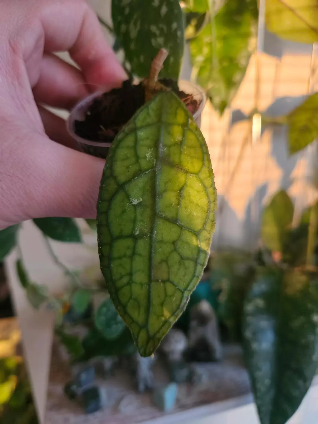 Clemensiorium Red thumbnail