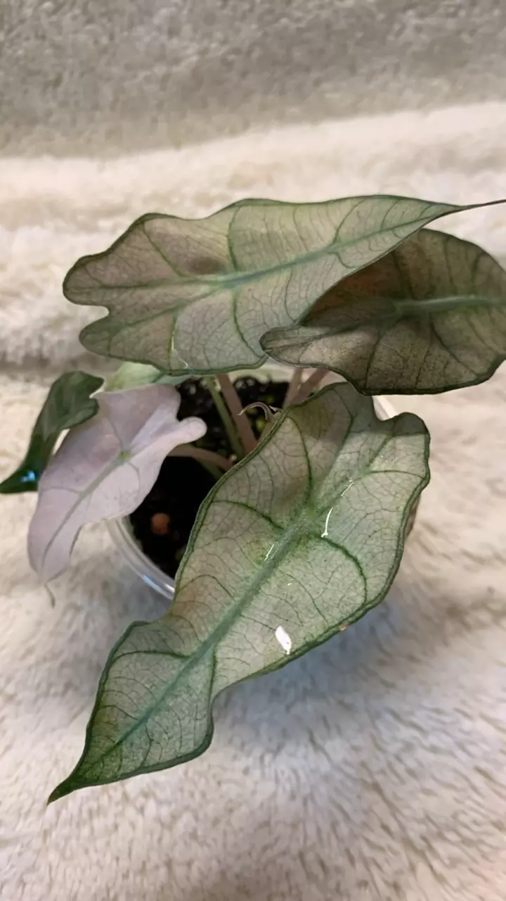 0072~Alocasia pink Polly mint pup thumbnail