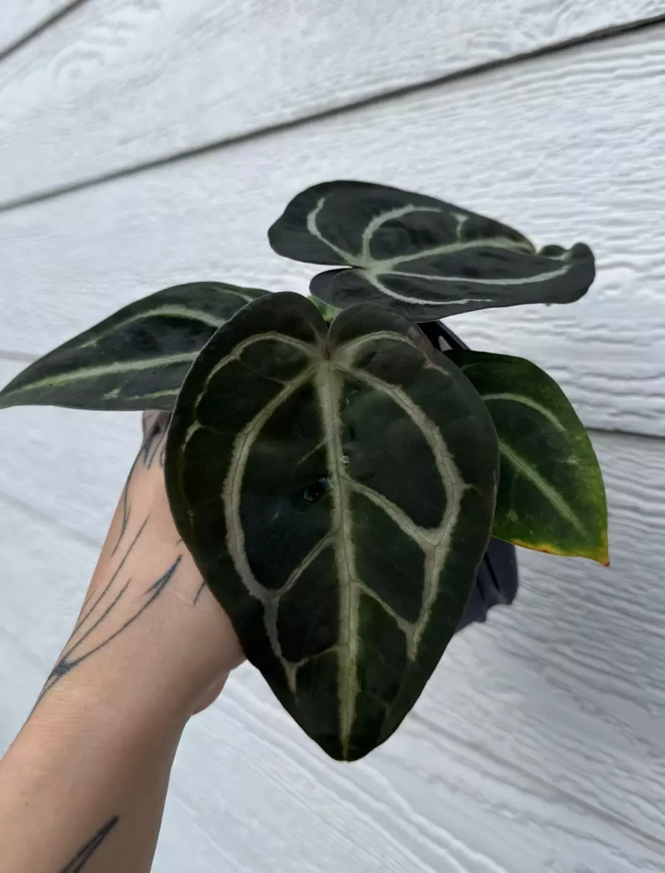 Anthurium Carla OG4 x Carla PM6 thumbnail