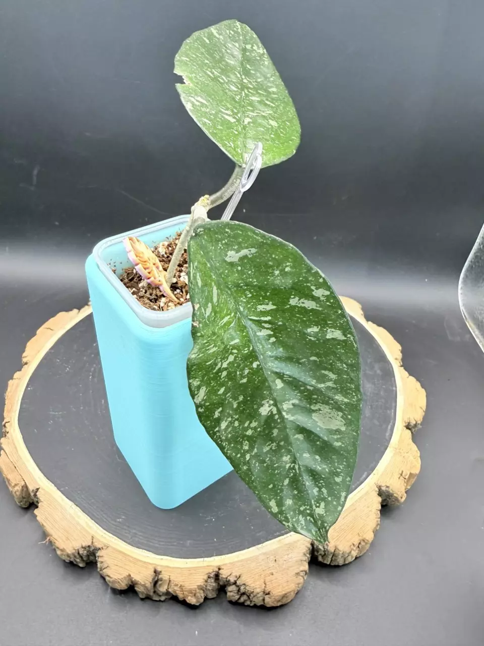 Hoya “Starry Night” #316 thumbnail