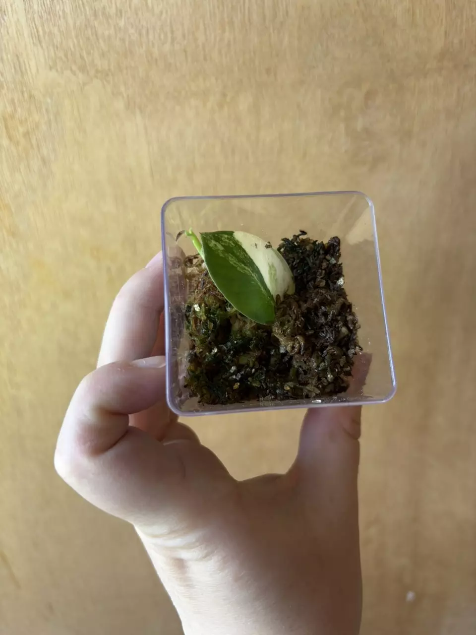 Rhaphidophora Hayii Variegated thumbnail