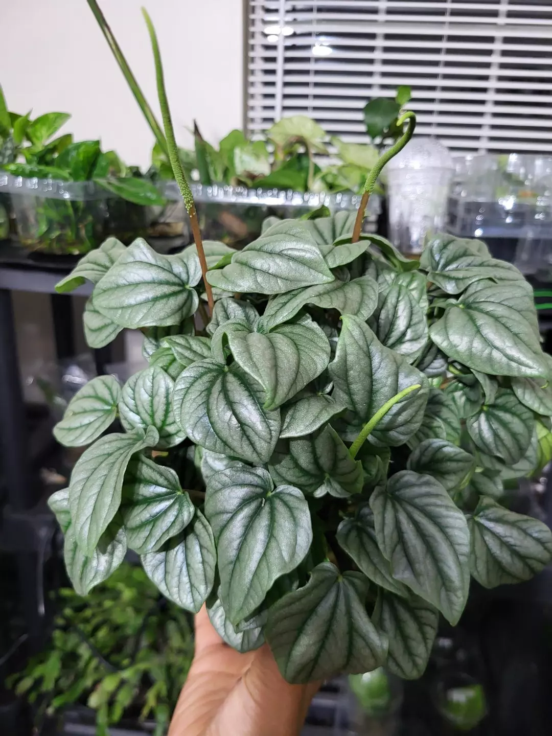 Peperomia silver ripple thumbnail