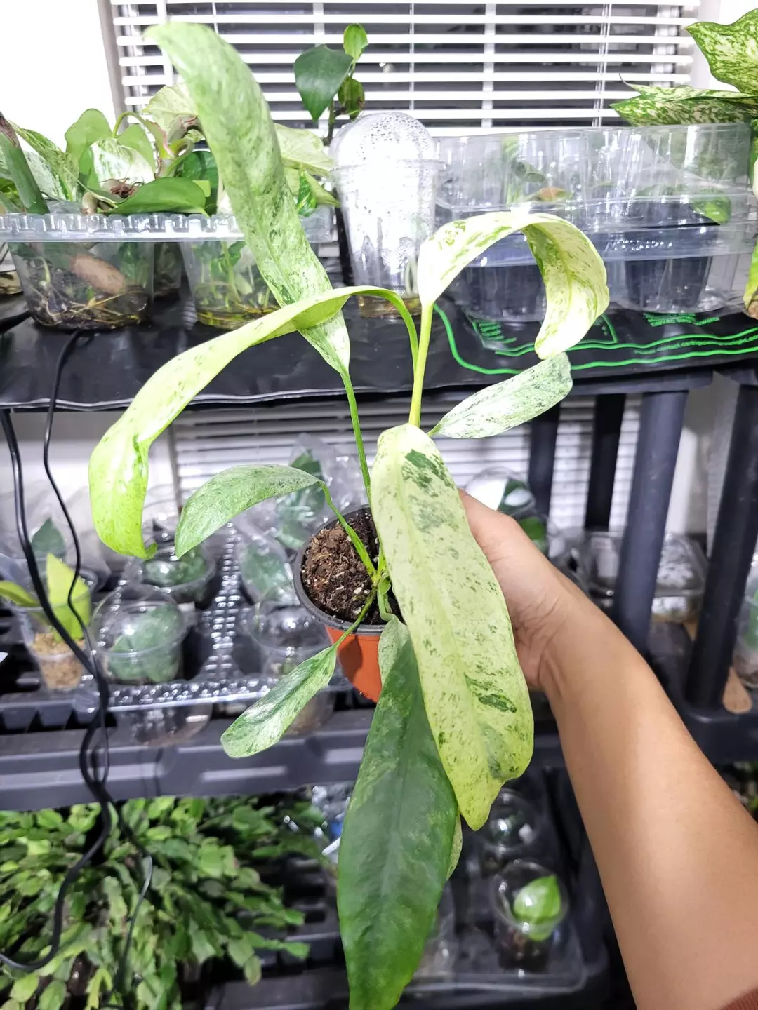 Epipremnum Giganteum Variegata thumbnail