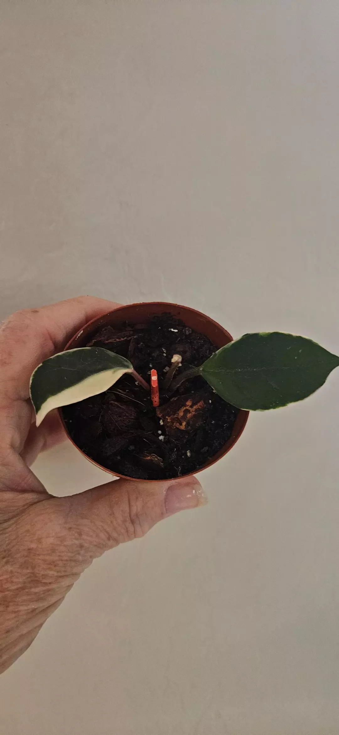 Hoya Carnosa Amore thumbnail