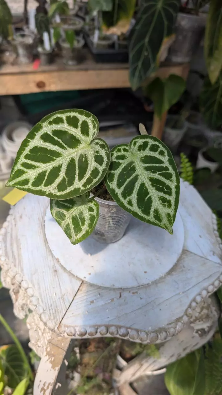 Pink lemonade x silver lightning thumbnail