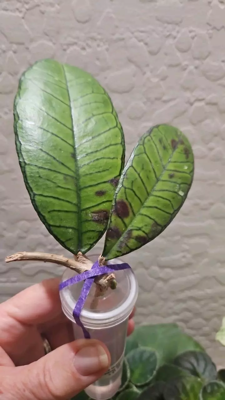 Hoya Gunung Gading, slight sunstress thumbnail