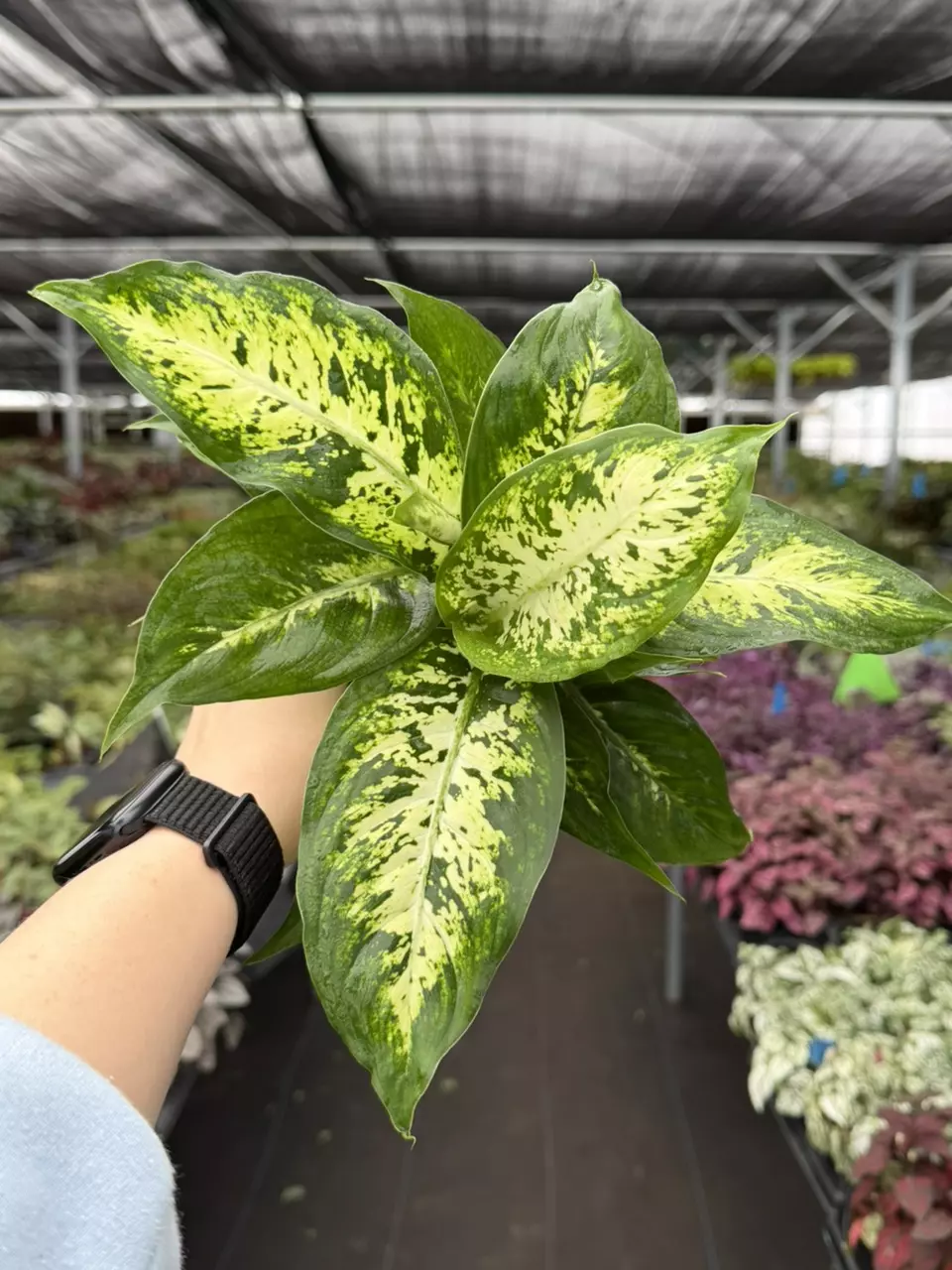 Dieffenbachia Compacta 4” pot Growers Choice thumbnail
