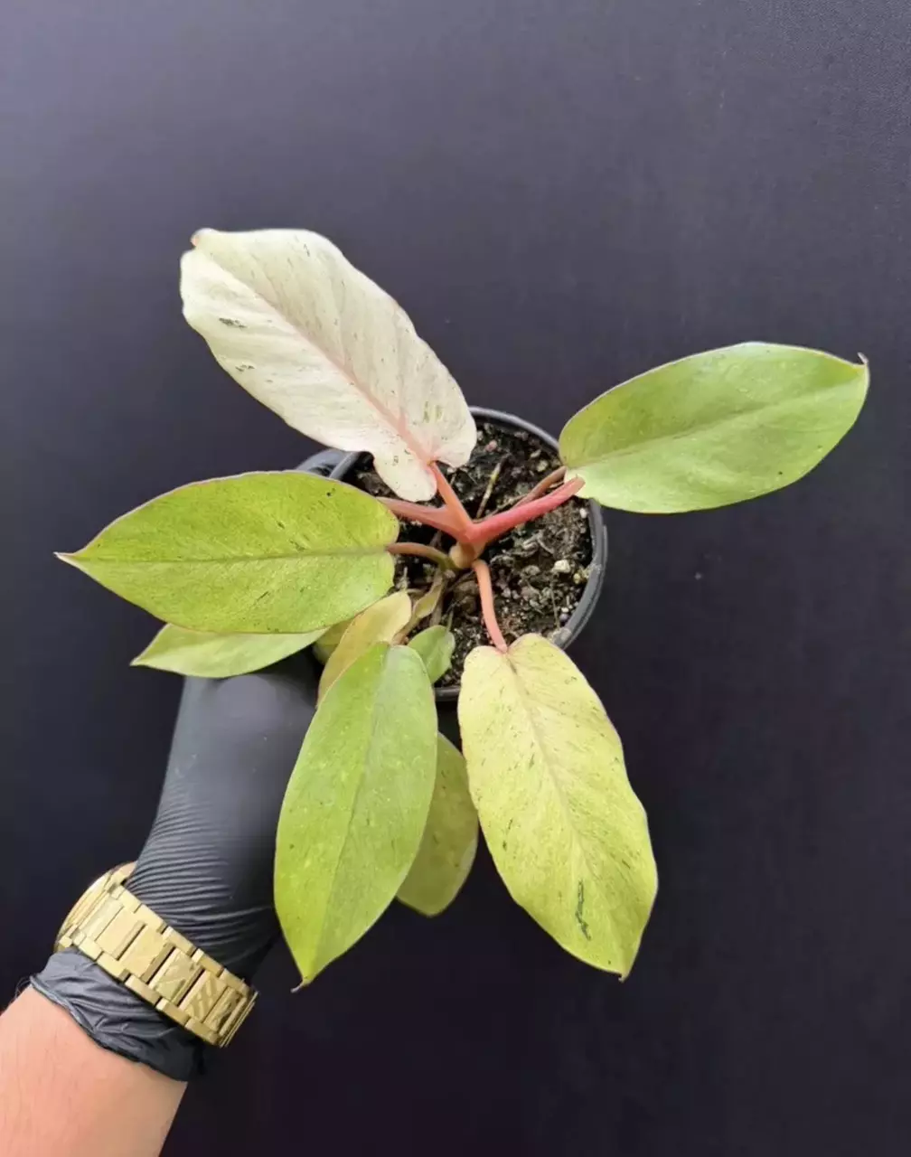 Philodendron Whipple Way *Exact Specimen thumbnail