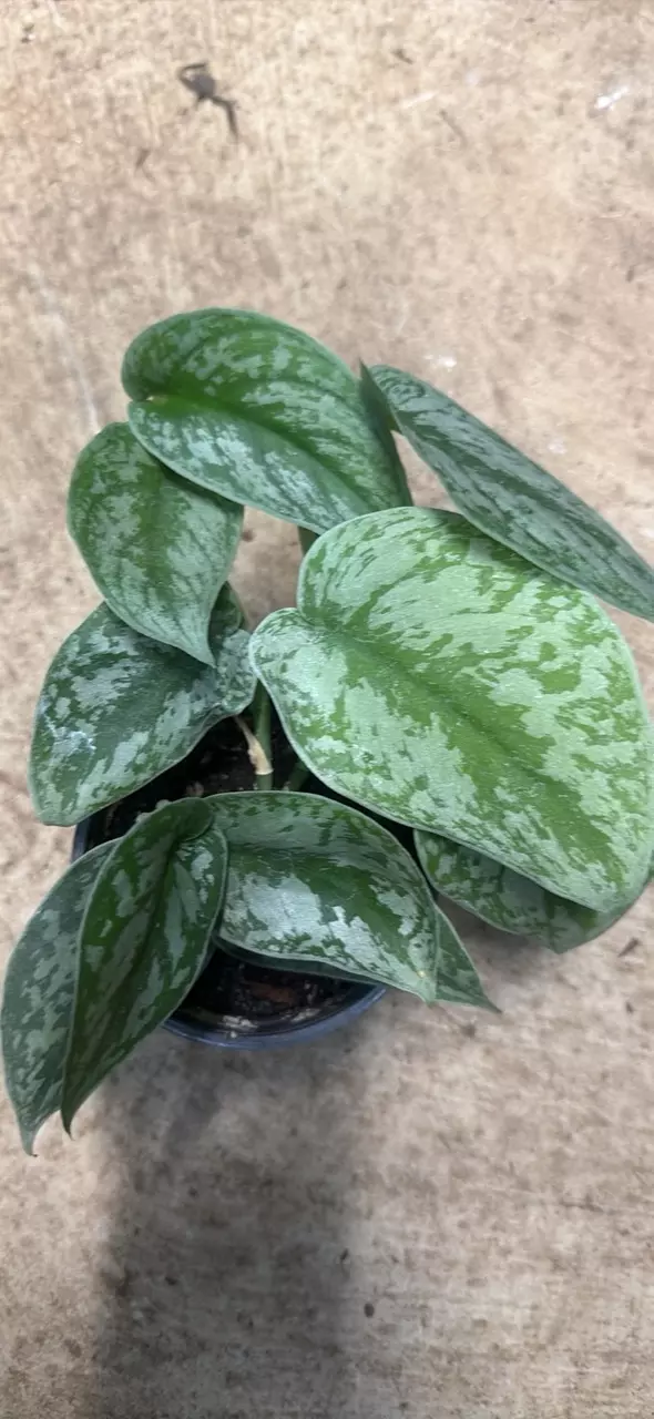 Scindipsus Pictus Exotica 4” thumbnail