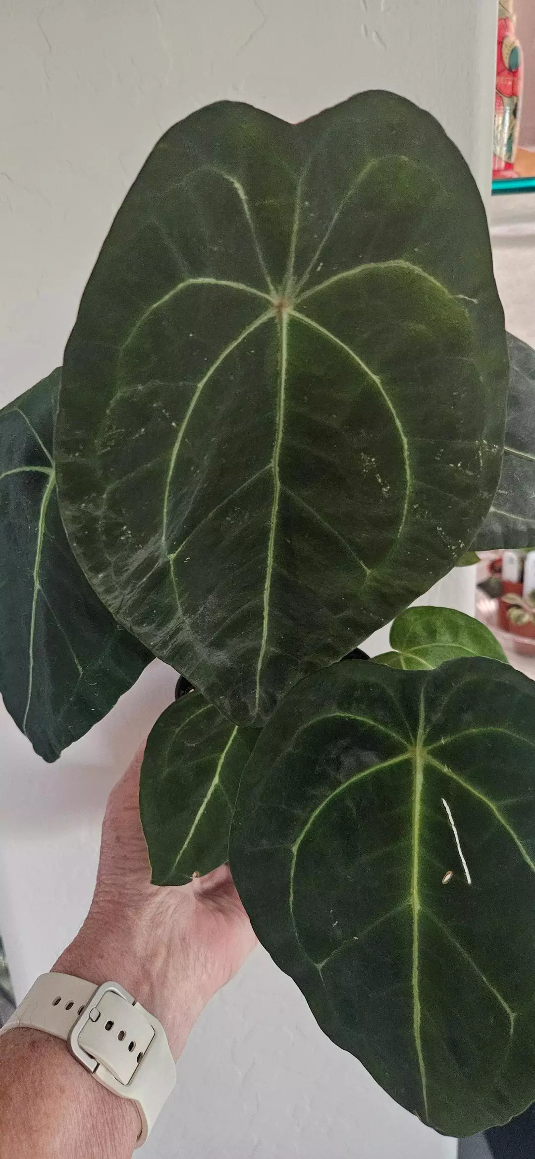 Anthurium hybrid NoID #3 thumbnail