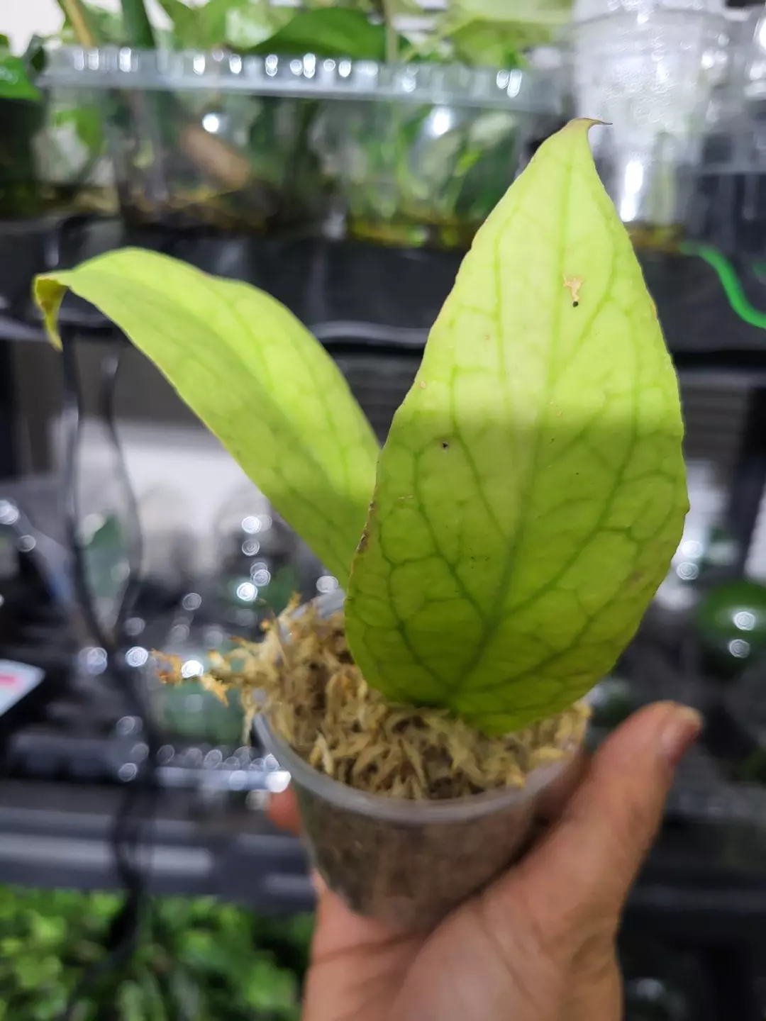 Hoya vitellinoides thumbnail