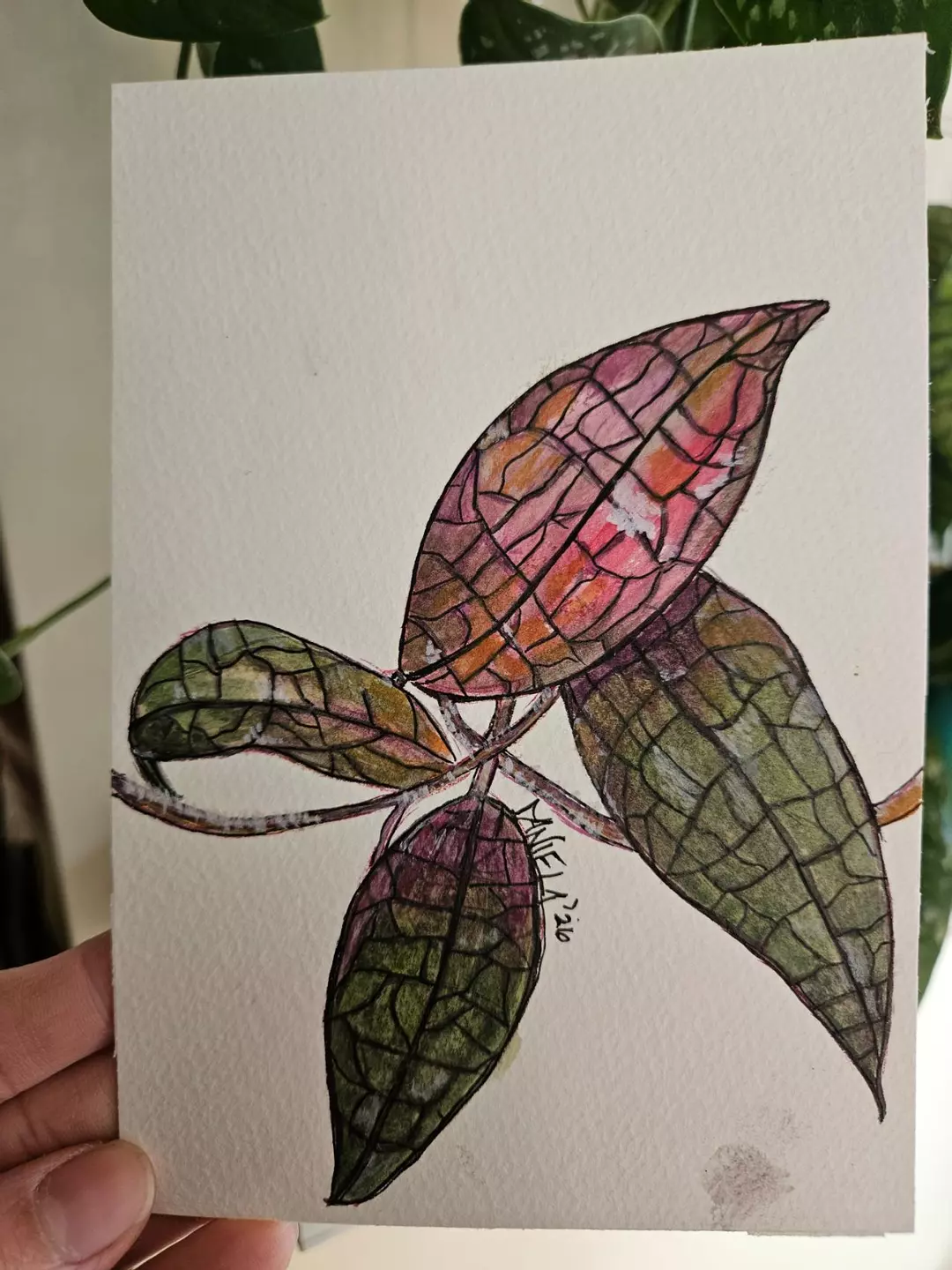 5x7 Hoya Aceh Watercolor Sketch thumbnail