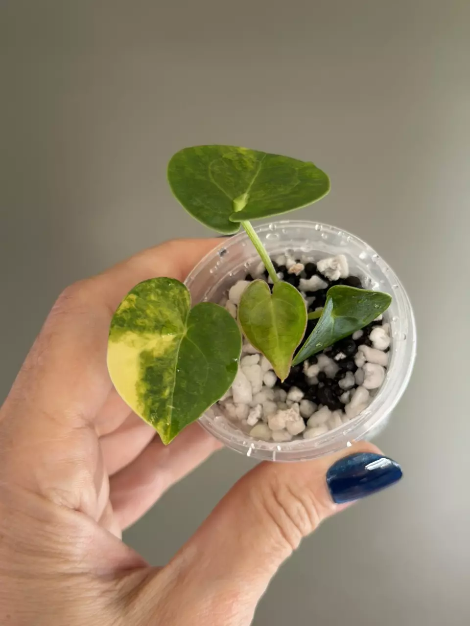 733 Variegated Anthurium Clarinervium thumbnail