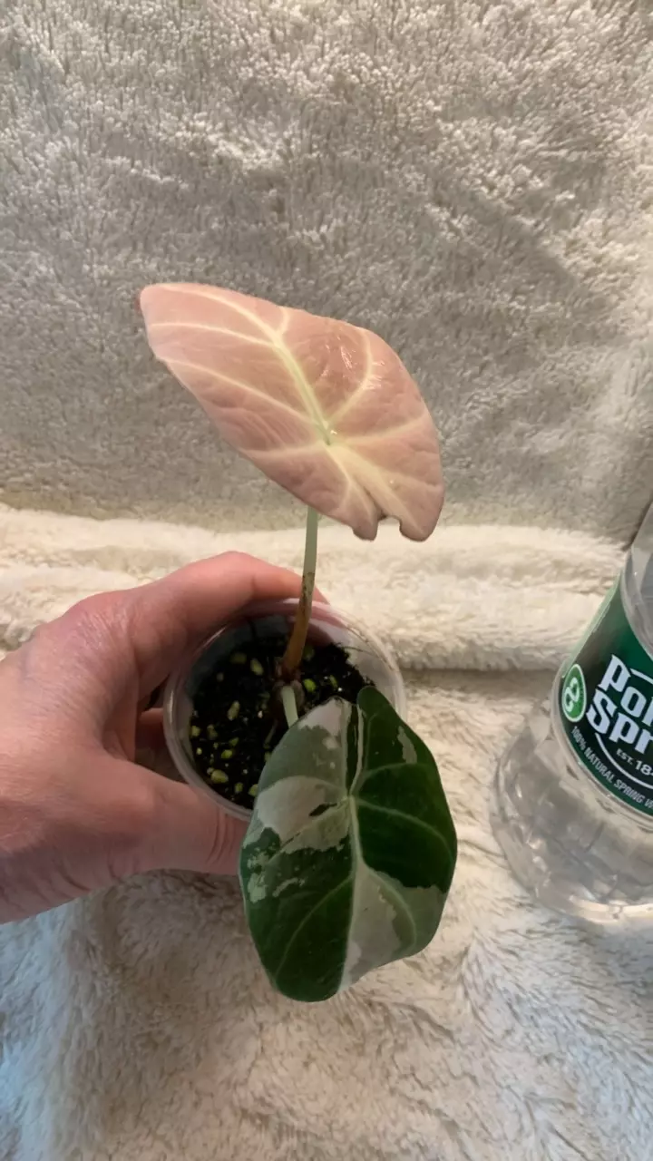 0074~Alocasia pink black Velvet pup thumbnail