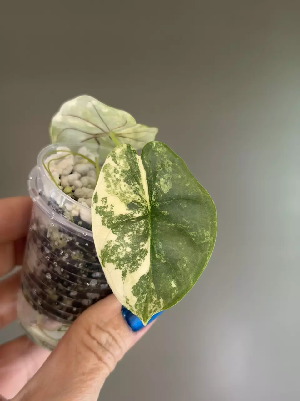 764 Alocasia Silver Dragon Albo thumbnail