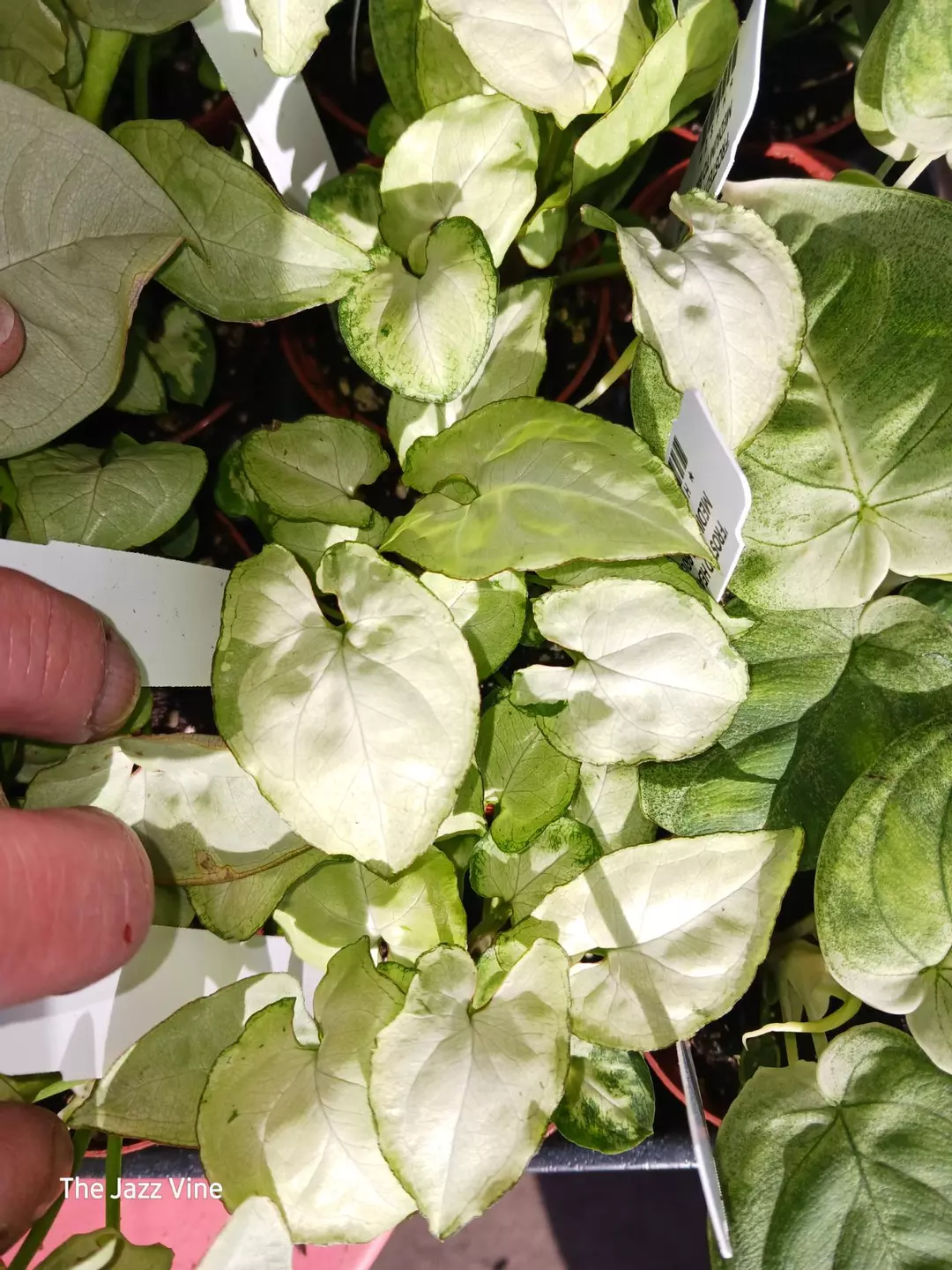 Syngonium moonshine thumbnail