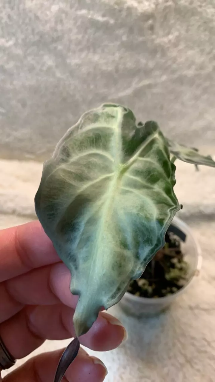 0076~ Alocasia Venom pup thumbnail