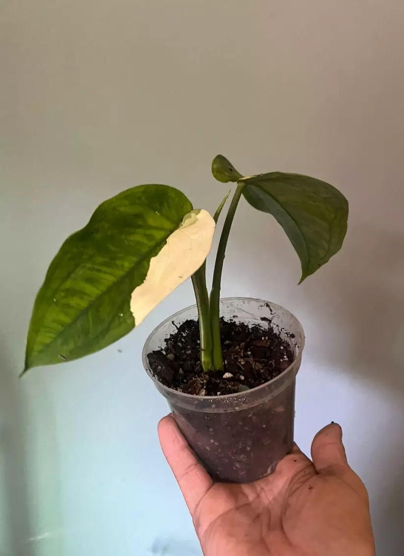 Variegated syngonium chaipense thumbnail