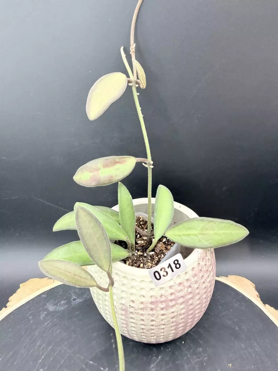 Hoya Anncajanoae #318 “the fuzzy Rosita” thumbnail