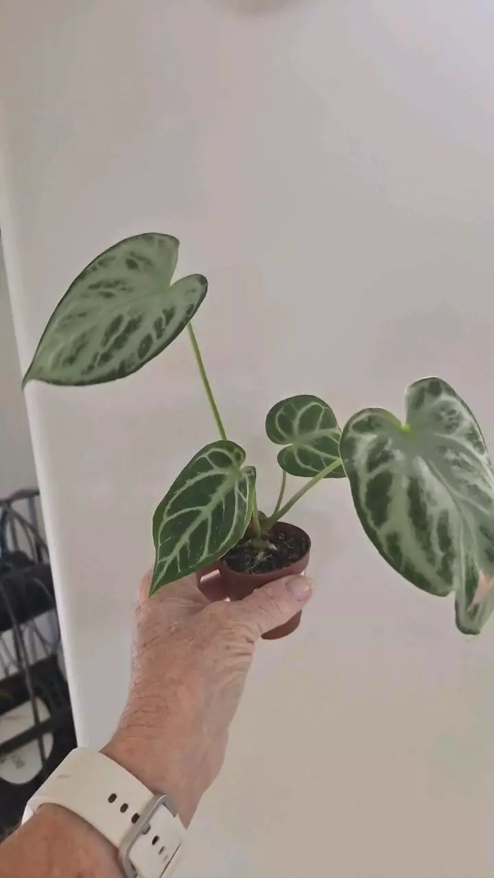 Anthurium Crystallinum Silver Blush thumbnail