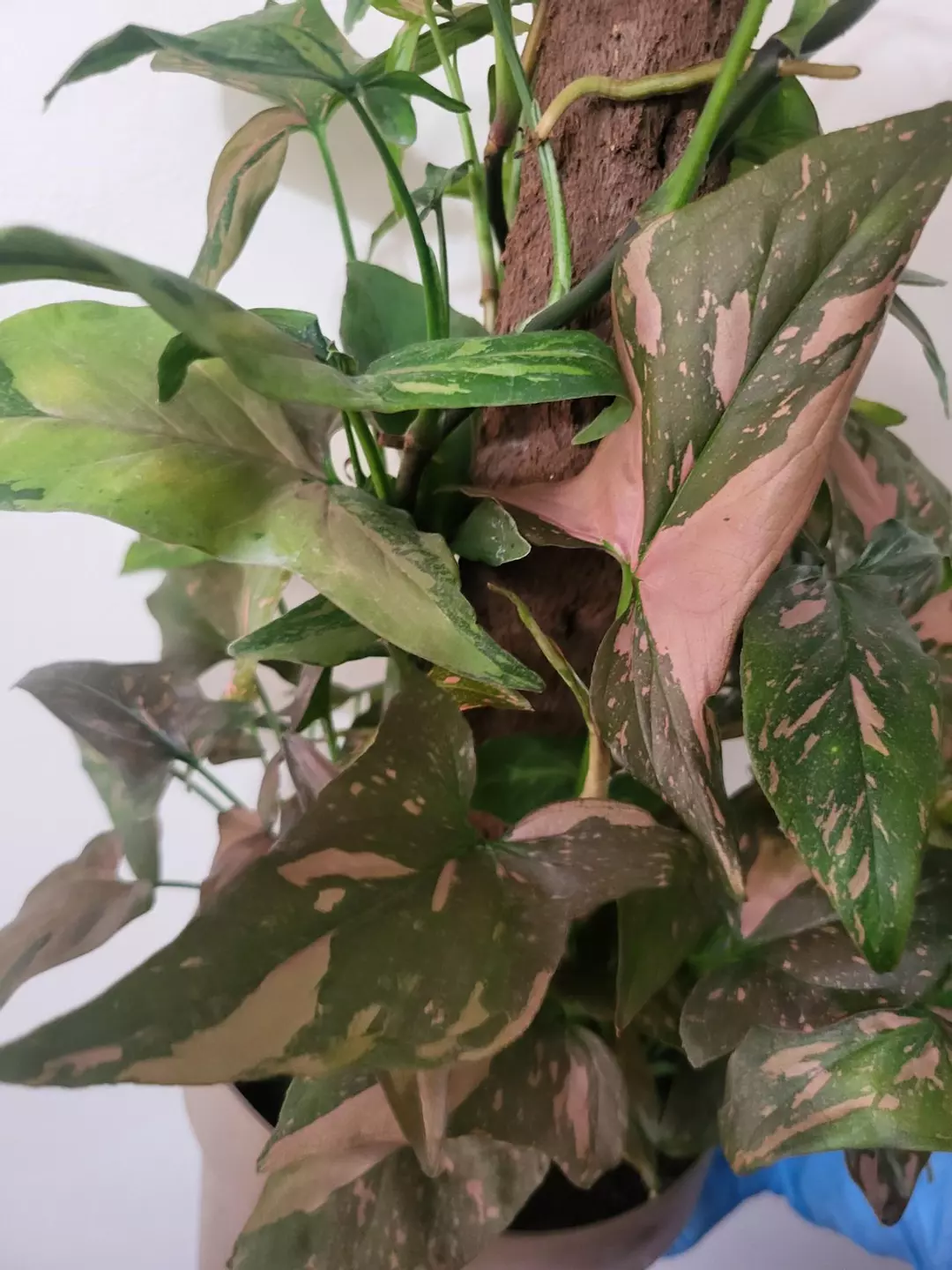 Syngonium pink splash cutting thumbnail