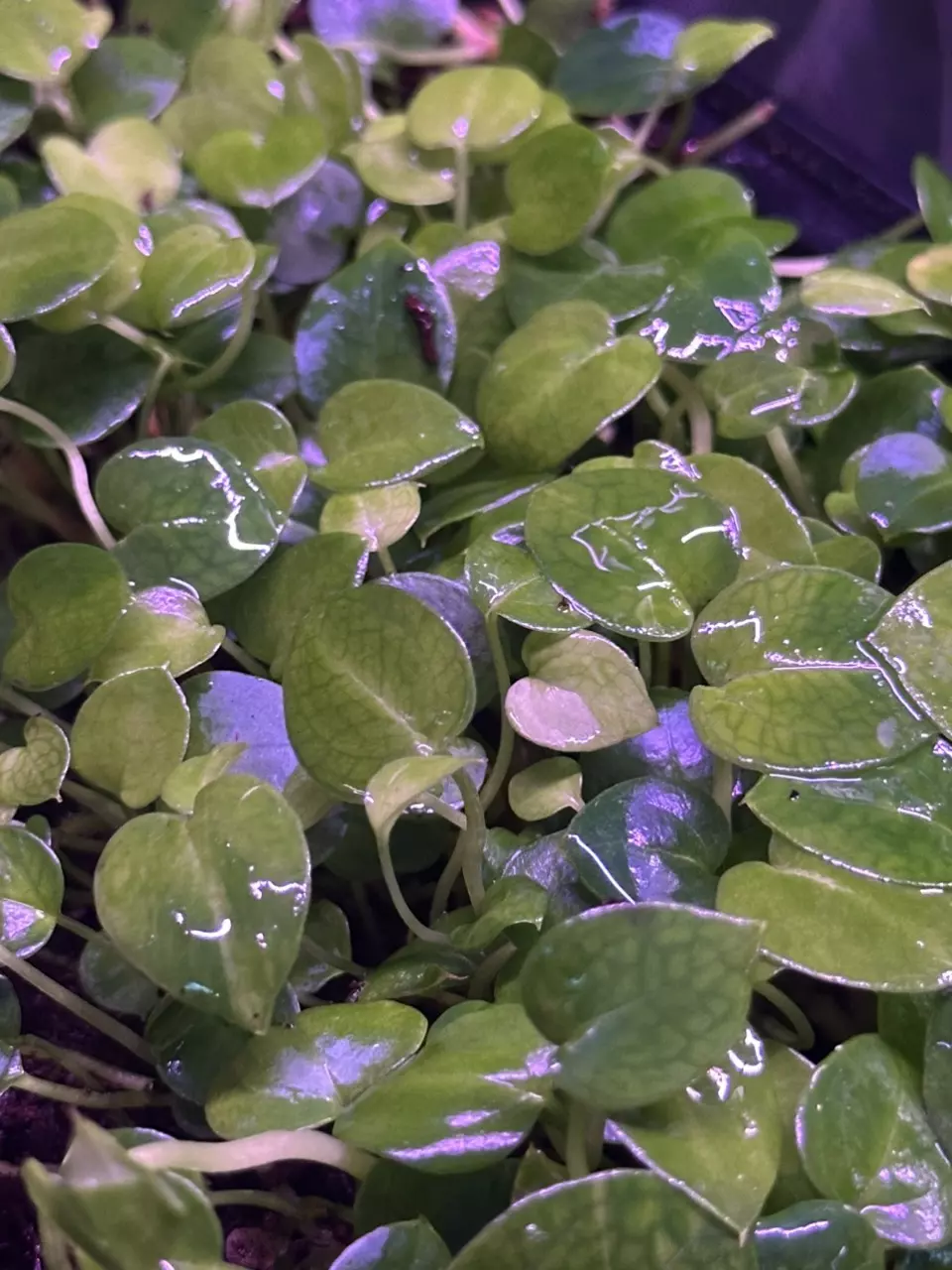 Stripey x (Black Widow x Michelle) *1 sprout* thumbnail