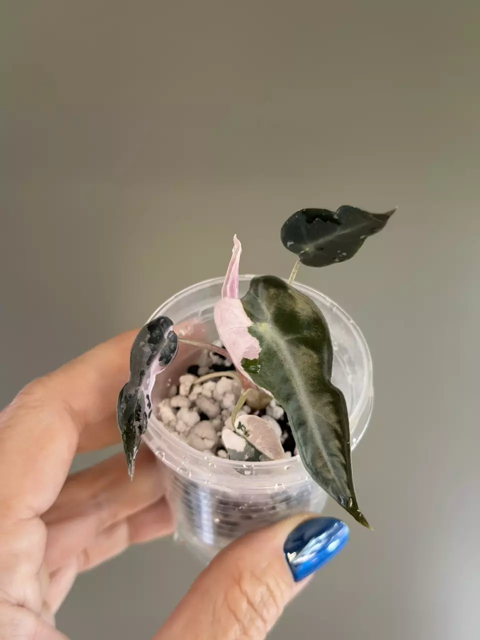 752 Alocasia Pink Bambino thumbnail