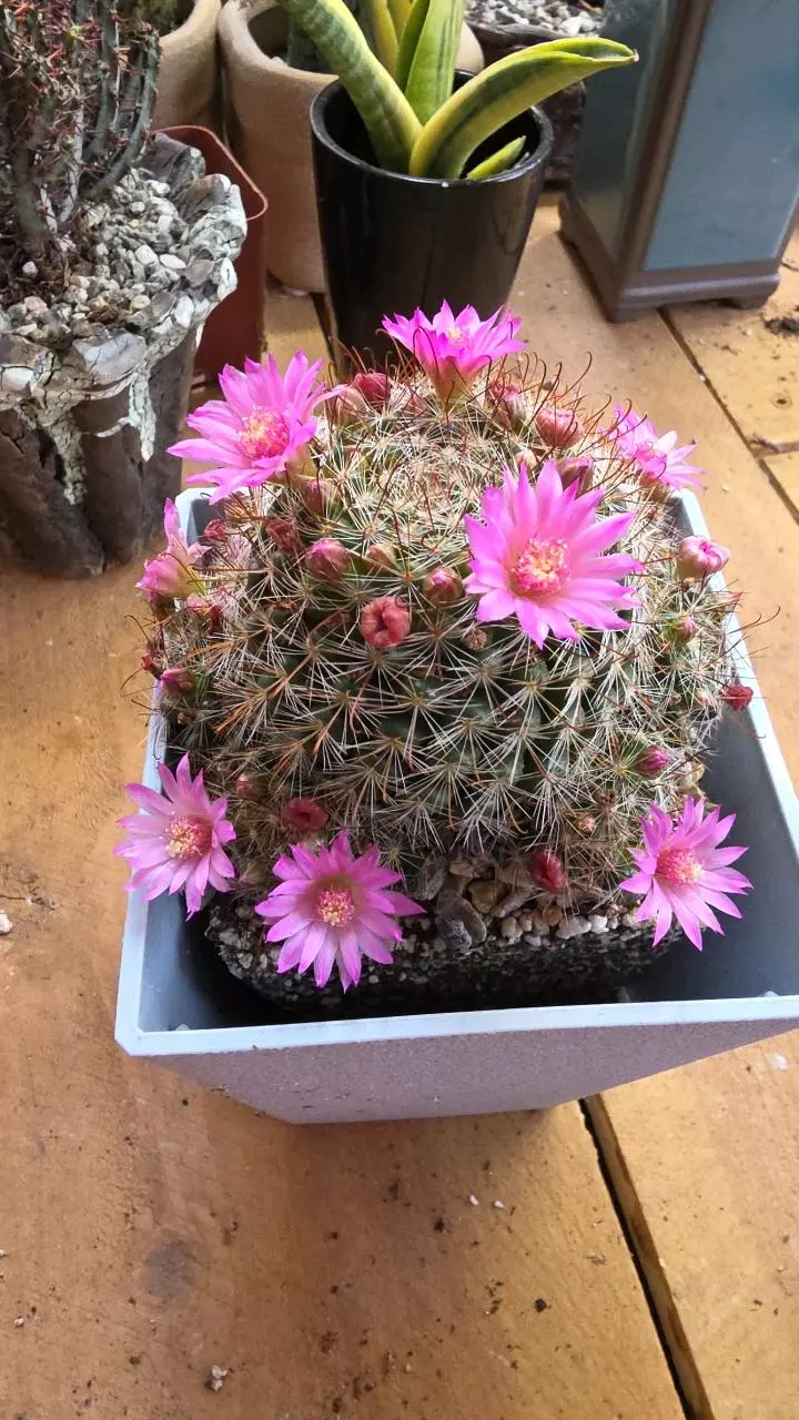 Mammillaria zeilmanniana thumbnail