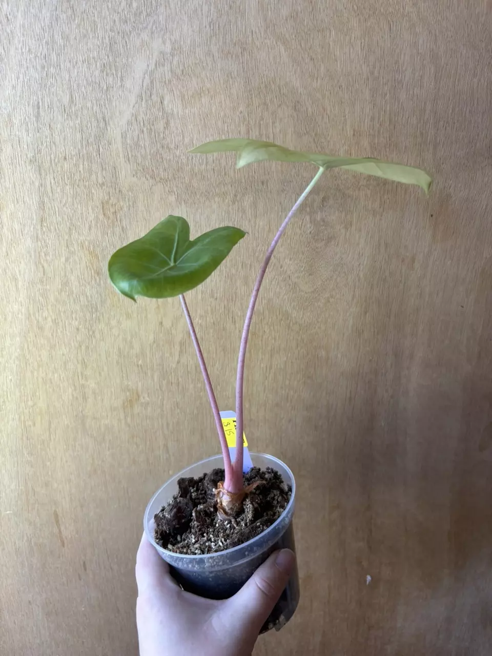 Alocasia Pink Dragon- Reverted Aurea thumbnail