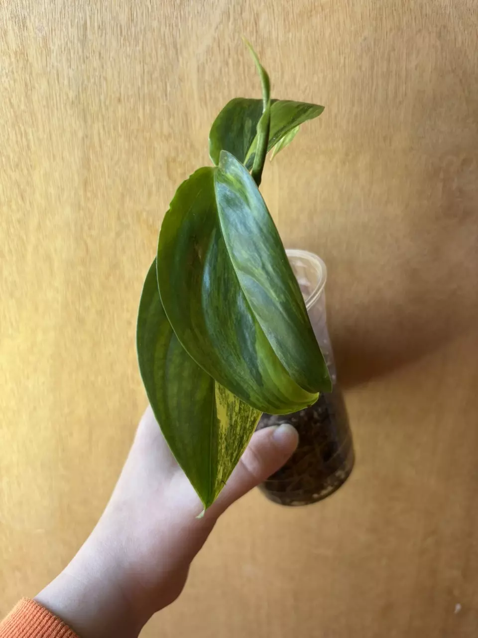 Scindapsus Blue Aurea Salak thumbnail